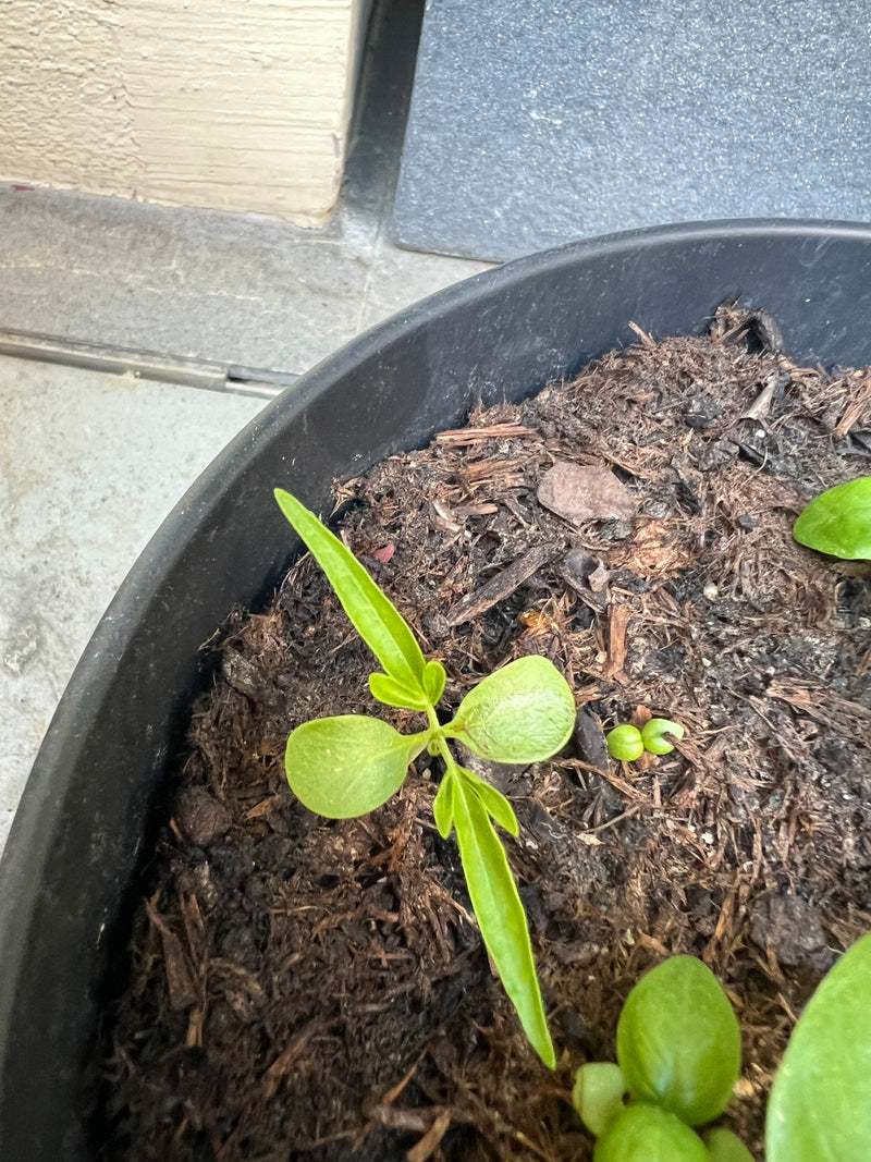 Peperoni — Bild 5