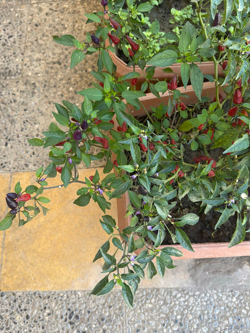 Peperoni — Bild 4