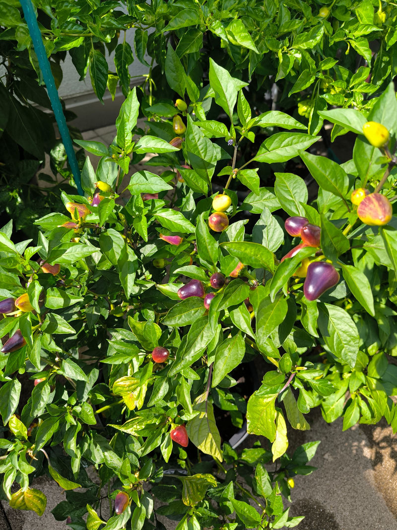 Peperoni — Bild 1