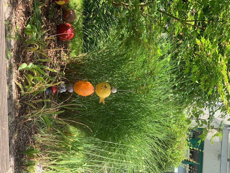 Zu sehen ist ein dichter Horst von Chinaschilf in einem Beet mit Mulch und Gartendekoration. Die langen, schmalen Halme und Blätter wachsen buschig auf.