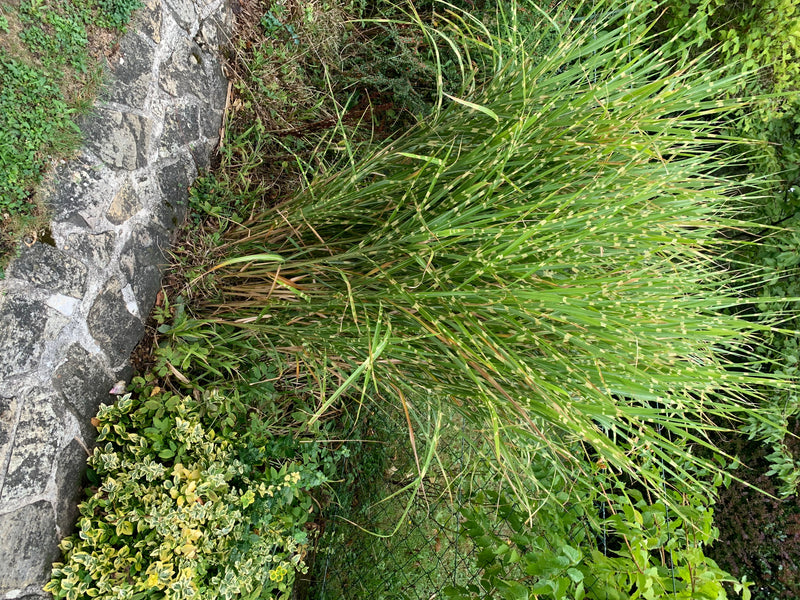Auf dem Bild ist eine große Pflanze von Chinaschilf zu sehen, die in einem Garten neben einer Steinmauer wächst.