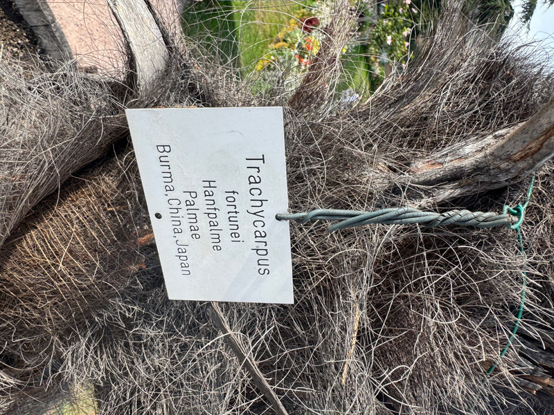 Nahaufnahme des faserigen Stammes einer Hanfpalme. An den Fasern ist ein botanisches Namensschild befestigt.