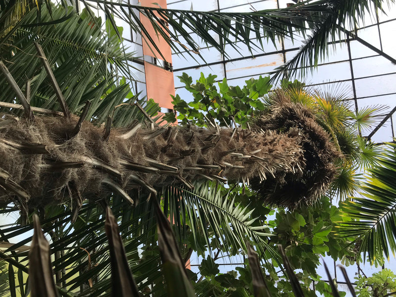 Die Aufnahme zeigt eine Hanfpalme aus der Froschperspektive mit Blick auf ihren faserigen Stamm und die Krone im Gewächshaus.