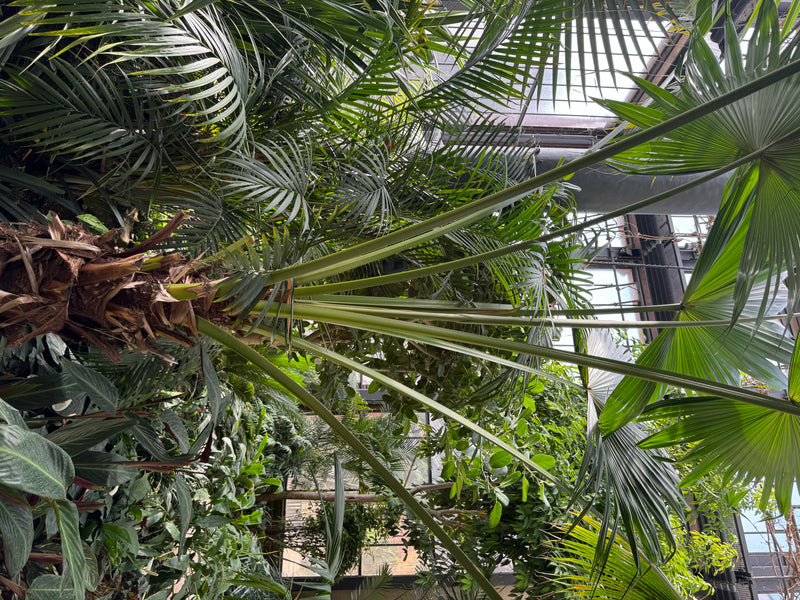 Eine Schirmpalme mit langen Blattstielen und charakteristischen fächerförmigen Wedeln wächst in einem Gewächshaus inmitten dichter Vegetation.