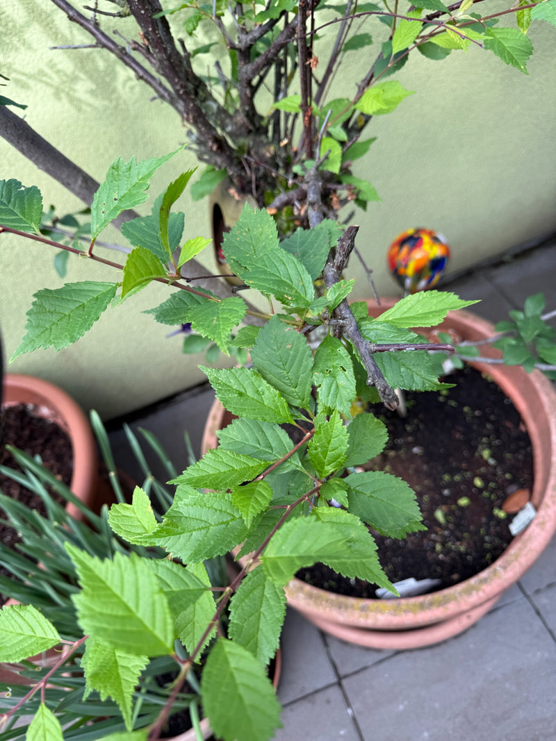 Chinesische Ulme — Bild 2