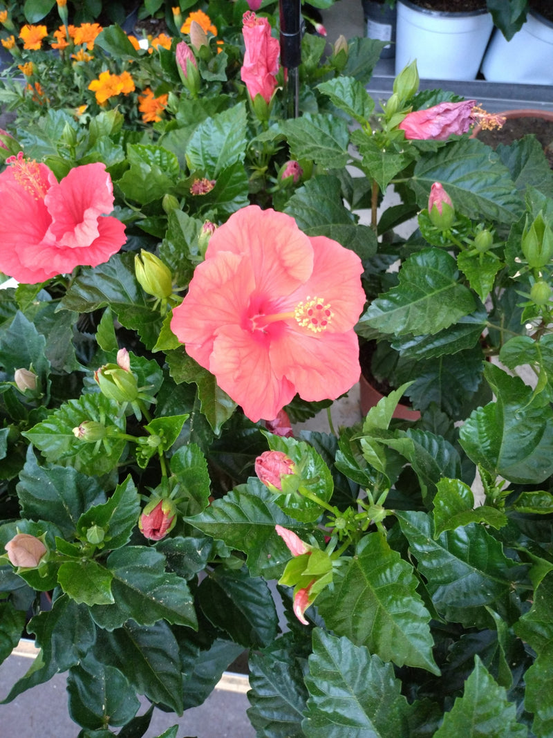 Chinesischer Roseneibisch — Bild 4
