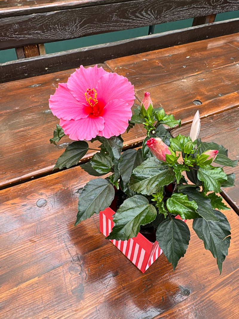 Chinesischer Roseneibisch — Bild 1