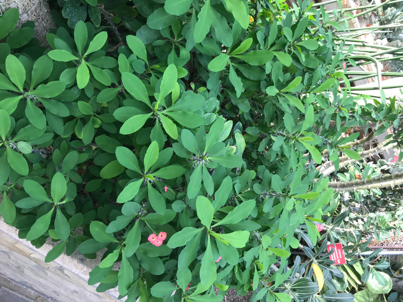 Auf dem Bild ist ein Christusdorn (Euphorbia milii) mit seinen charakteristischen grünen Blättern und kleinen roten Blüten von oben zu sehen. Die Pflanze wäc...