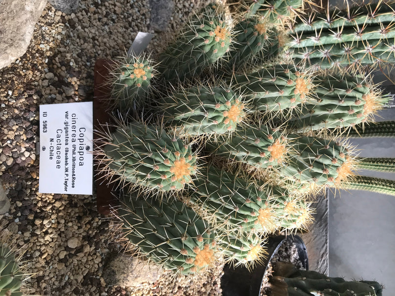 Copiapoa cinerea var. gigantea — Bild 1 von 1