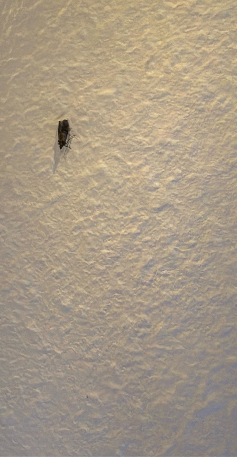 Eine Dörrobstmotte sitzt in ruhiger Haltung auf einer strukturierten, hellen Wand. Das Insekt ist gut erkennbar.