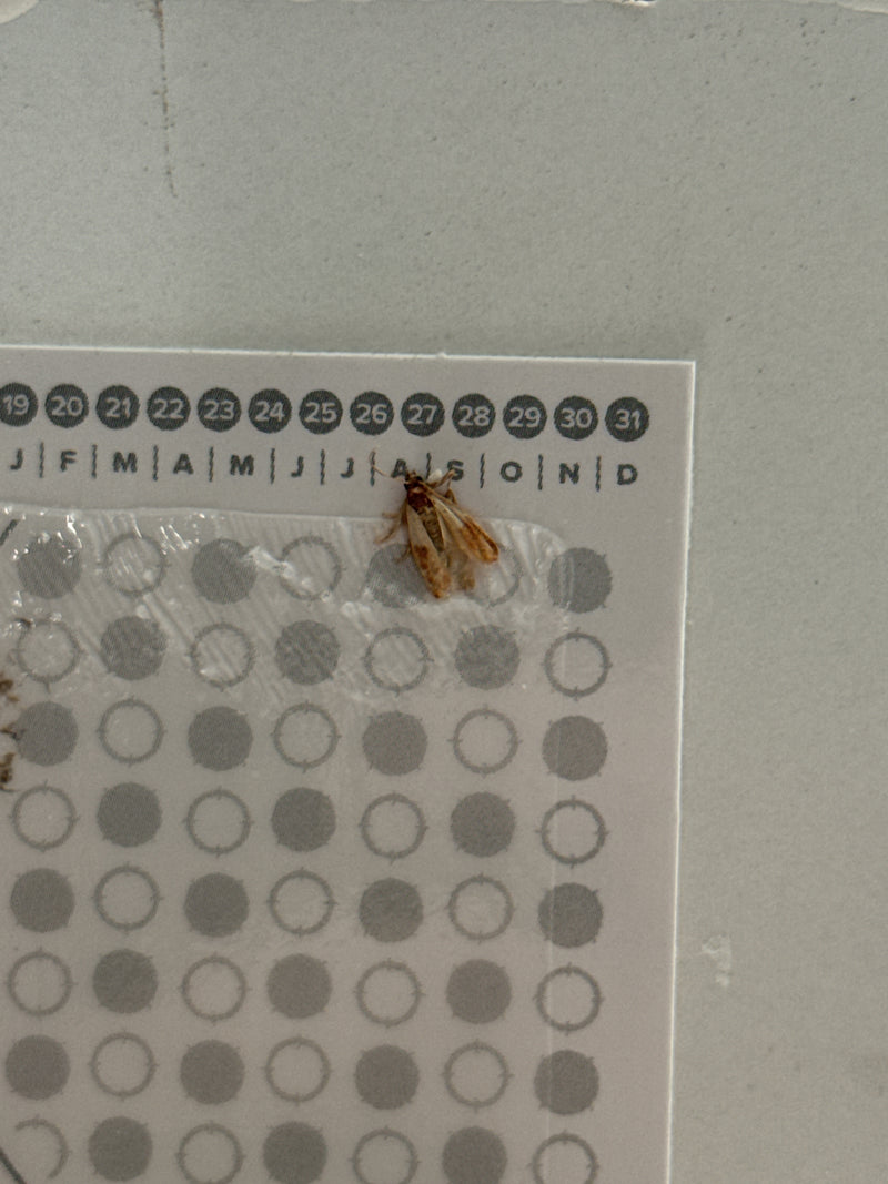 Auf dem Bild ist eine Dörrobstmotte zu sehen, die auf einem Papierkalender an einer Wand sitzt. Die charakteristischen zweifarbigen Flügel des Falters sind g...