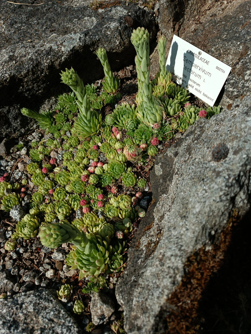 Hauswurz — Bild 5