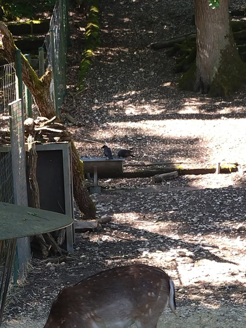 Damhirsch — Bild 4