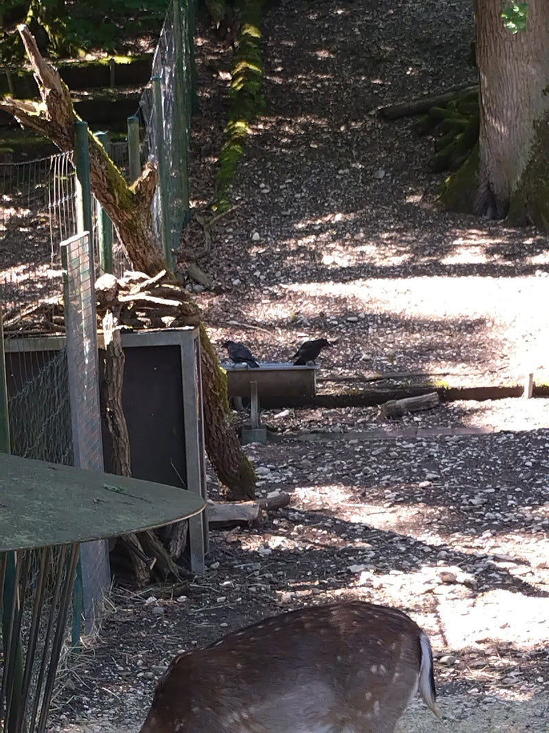 Damhirsch — Bild 3