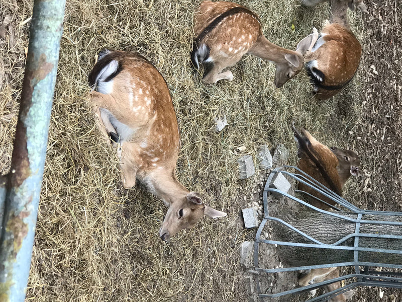 Damhirsch — Bild 3 von 26