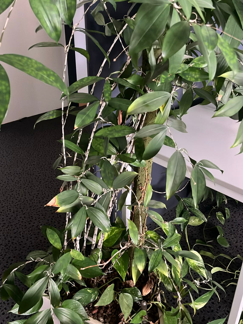 Dendrobium-Orchidee — Bild 1