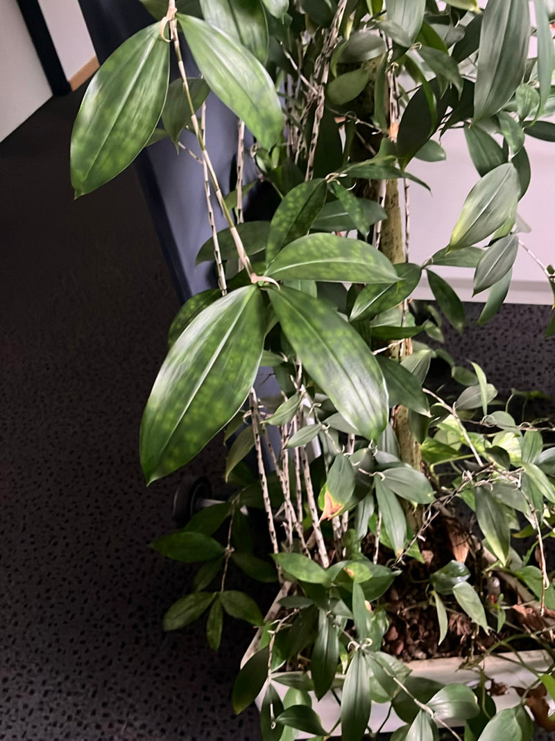 Dendrobium-Orchidee — Bild 2