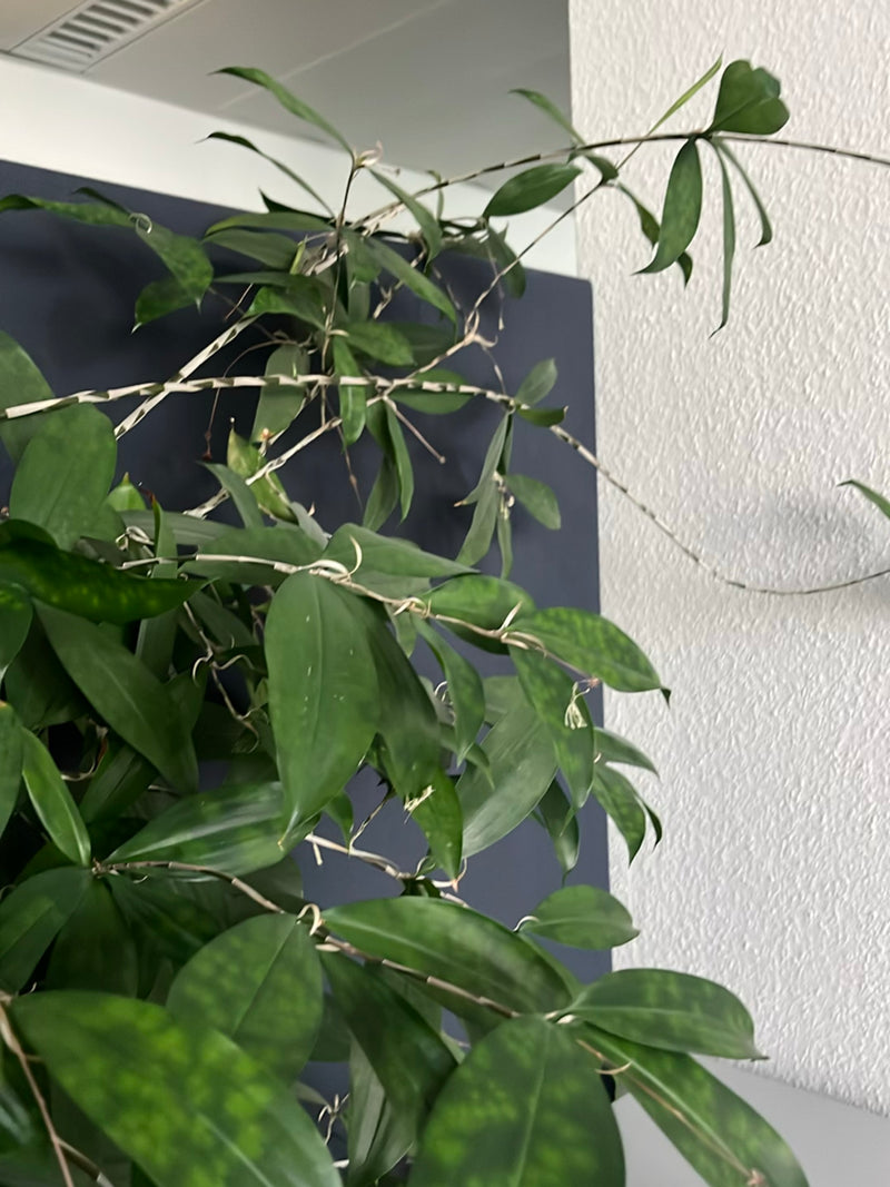 Dendrobium-Orchidee — Bild 3