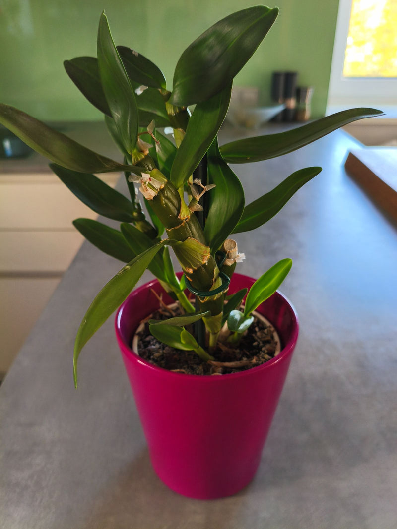 Eine Dendrobium-Orchidee mit kräftigen grünen Blättern und Pseudobulben steht in einem pinkfarbenen Übertopf auf einem Tisch.
