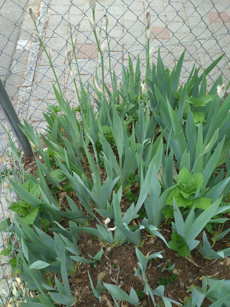 Deutsche Schwertlilie — Bild 2
