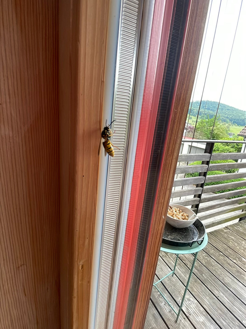 Deutsche Wespe — Bild 4