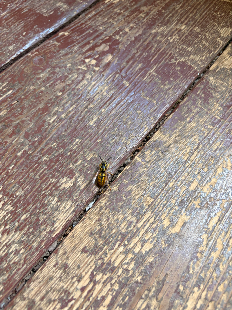 Deutsche Wespe — Bild 2
