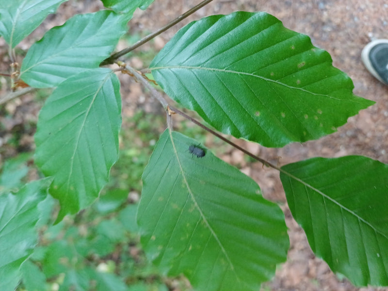 Dickmaulrüssler — Bild 2
