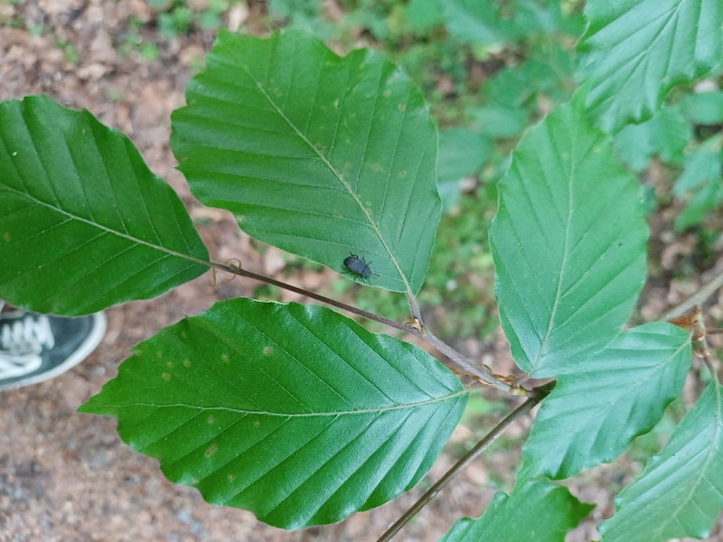 Dickmaulrüssler — Bild 1