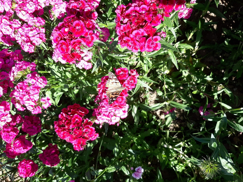 Distelfalter — Bild 2