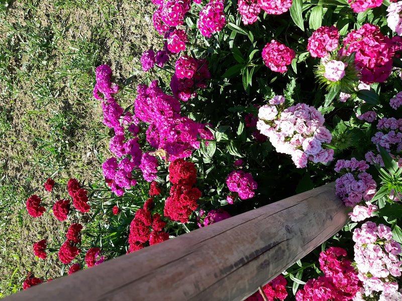 Distelfalter — Bild 4