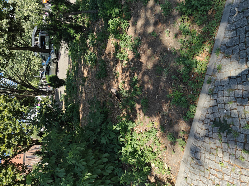 Dohle — Bild 3