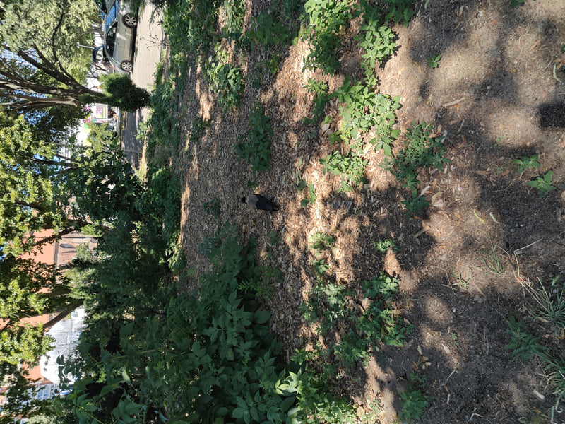 Dohle — Bild 4