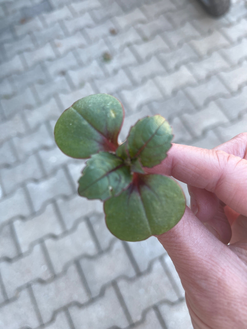 Drüsiges Springkraut — Bild 5