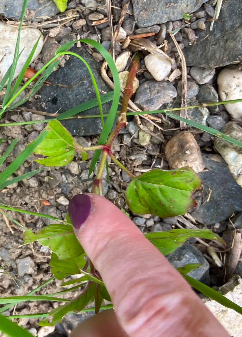 Drüsiges Weidenröschen — Bild 4