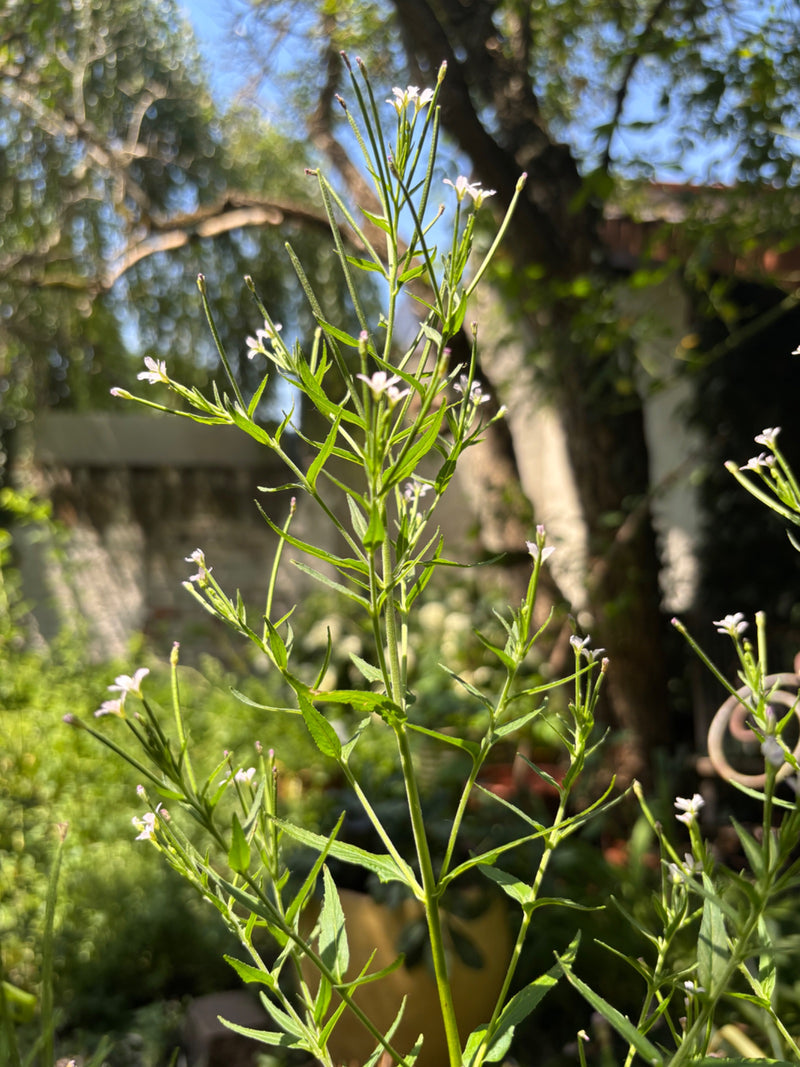 Drüsiges Weidenröschen — Bild 3