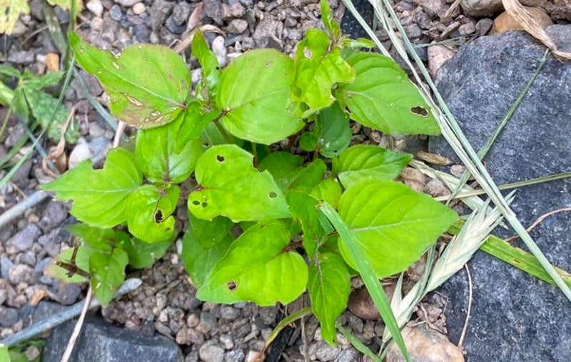 Drüsiges Weidenröschen — Bild 5