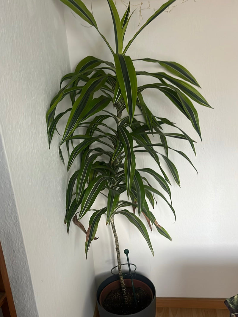 Drachenbaum — Bild 5