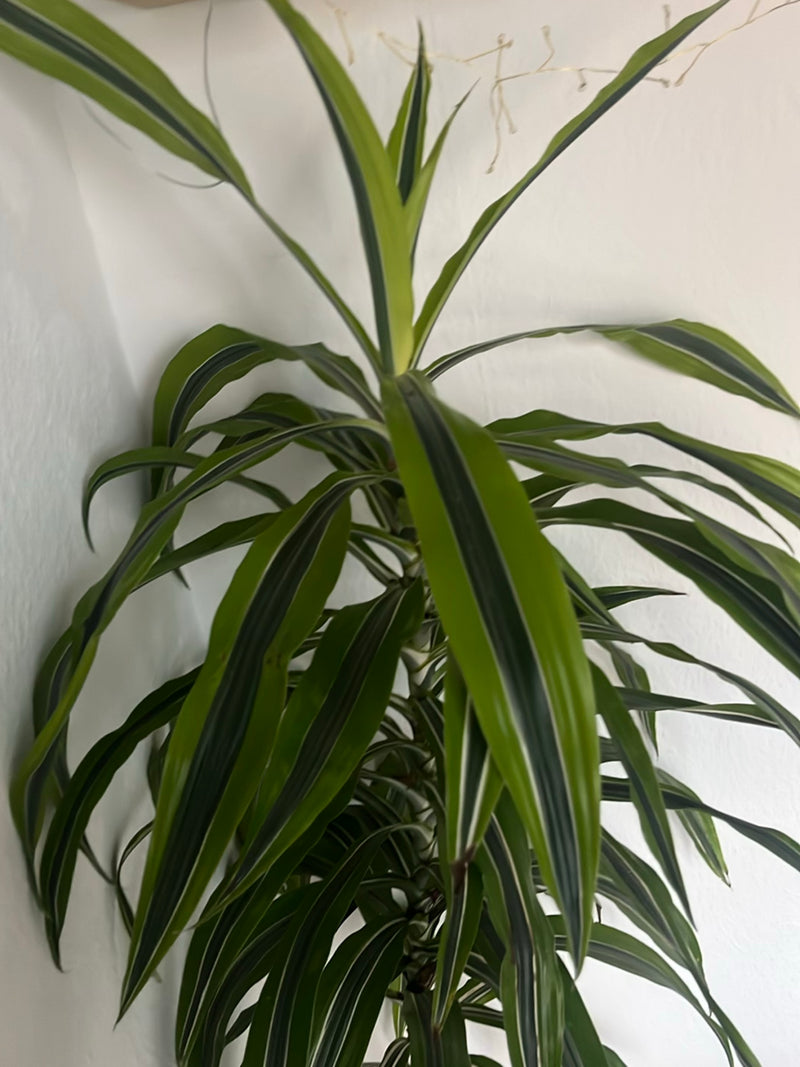 Drachenbaum — Bild 1