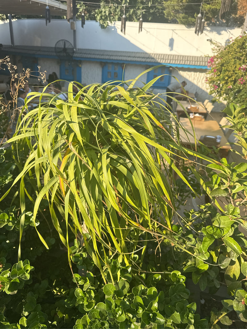 Gerandeter Drachenbaum — Bild 2