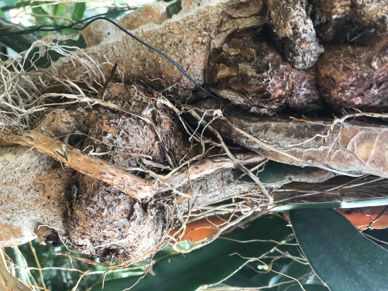 Drachenfrucht — Bild 1 von 5