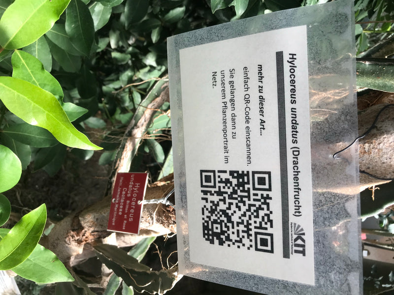 Drachenfrucht — Bild 2 von 5