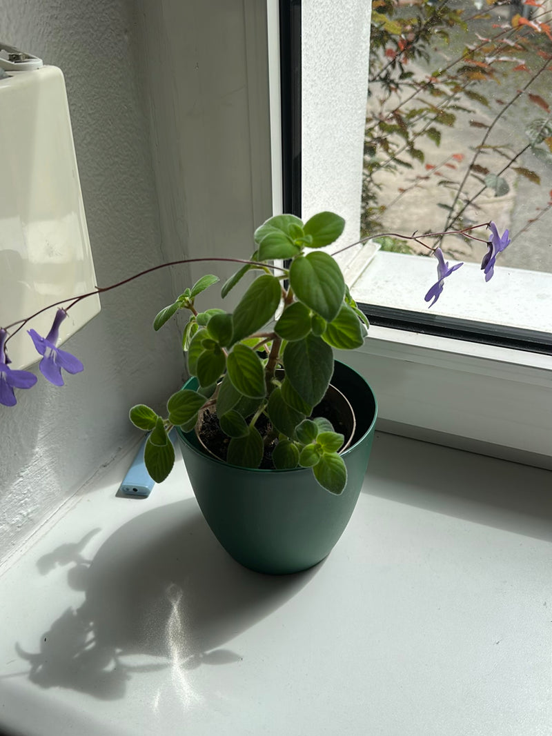 Drehfrucht — Bild 4