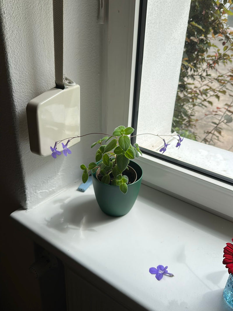 Drehfrucht — Bild 5