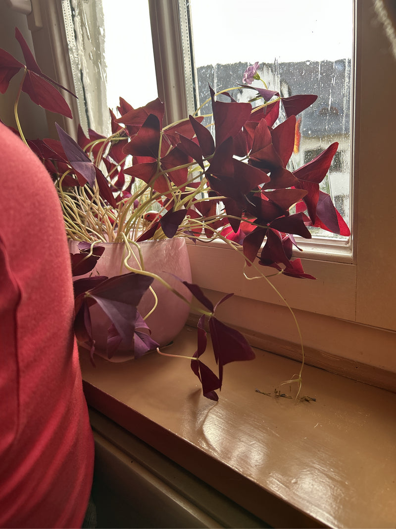 Zu sehen ist ein Dreieckiger Glücksklee in einem rosa Blumentopf auf einer Fensterbank. Die markanten, dunkelroten, dreieckigen Blätter und zarten Stängel st...