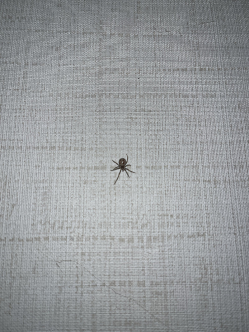 Eine Kugelspinne (Steatoda triangulosa) sitzt ruhig auf einer hellen, strukturierten Wand. Die typische Zeichnung auf dem Hinterleib ist erkennbar.