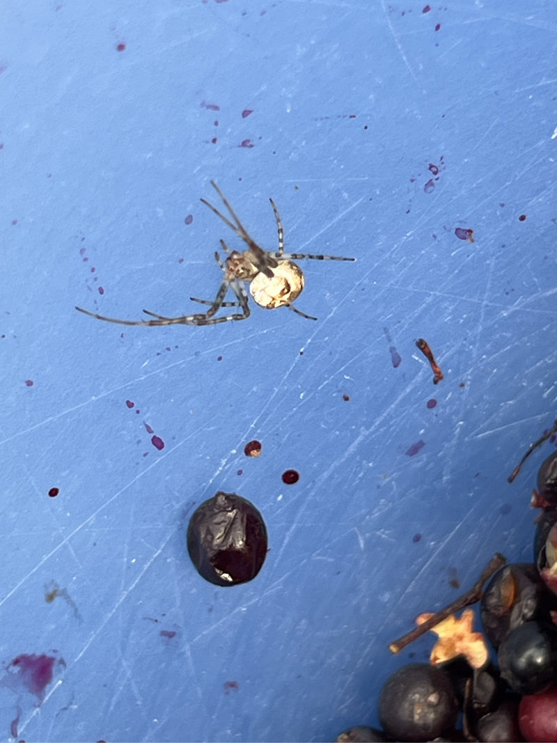Auf einer blauen, verschmutzten Oberfläche sitzt eine Dreiecks-Kugelspinne neben einigen dunklen Beeren. Das Tier ist gut zu erkennen.