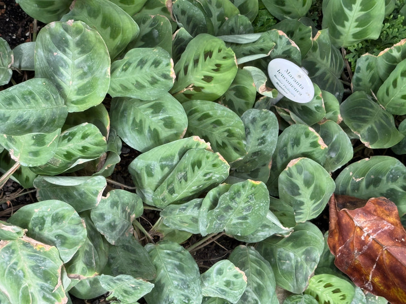 Dichte Ansammlung gemusterter Blätter von Maranta leuconeura mit einem weißen Artenschild im Hintergrund.