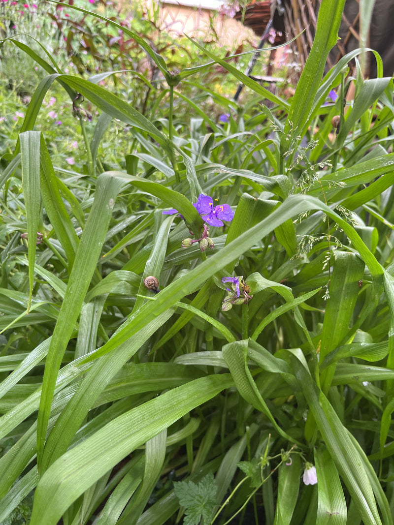 Dreimasterblume — Bild 4