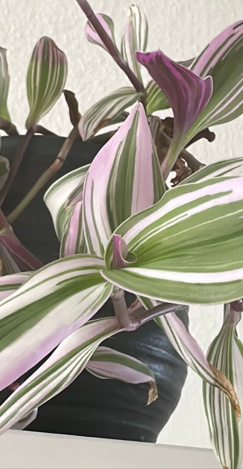 Dreimasterblume — Bild 1