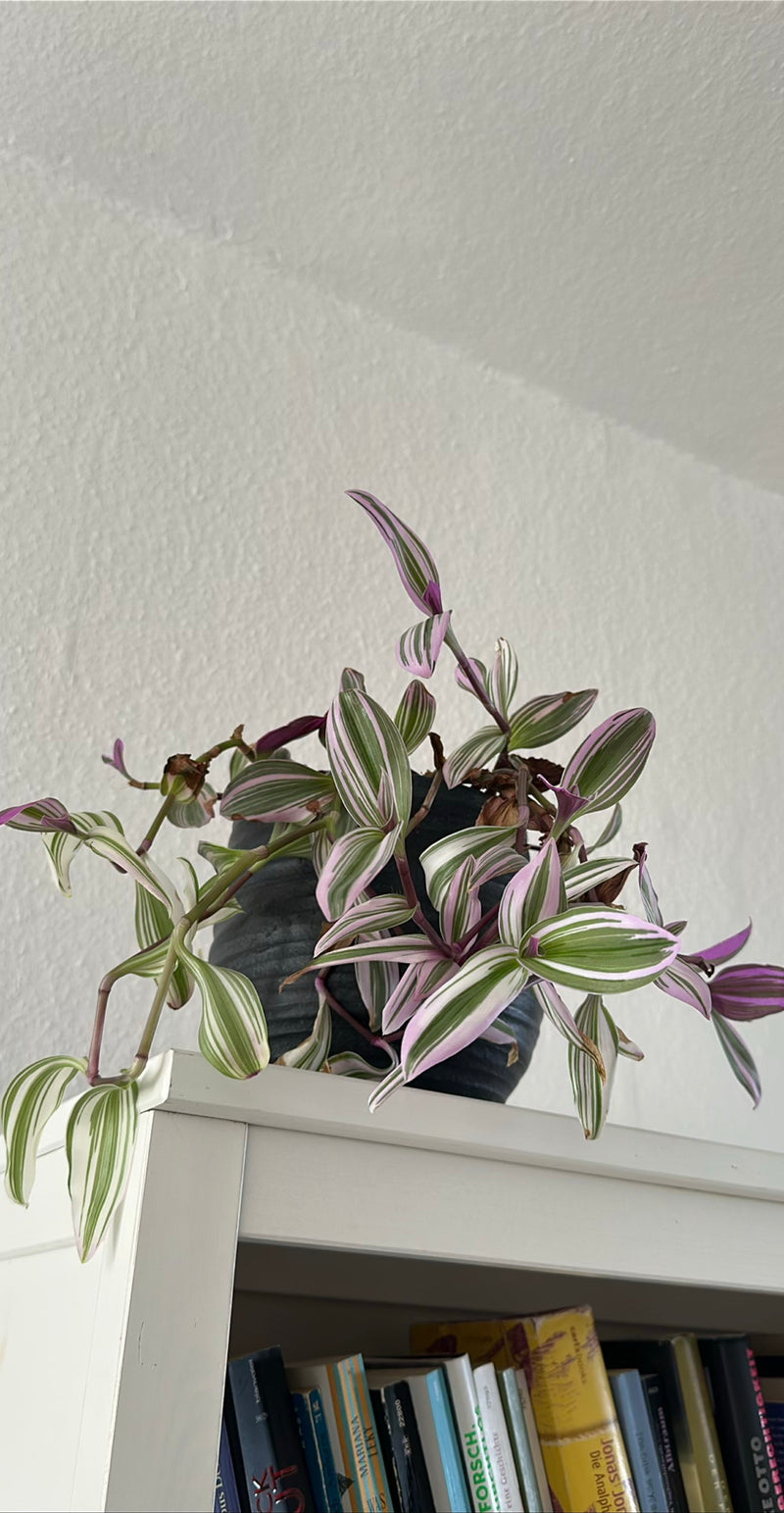 Dreimasterblume — Bild 3